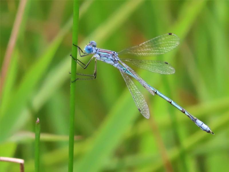 Photo of Lyre-tipped Spreadwing