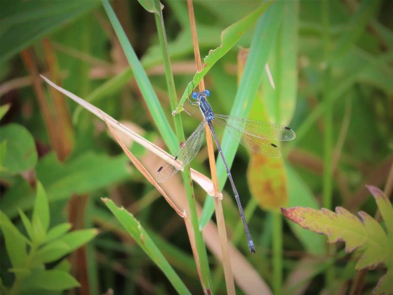 Photo of Slender Spreadwing