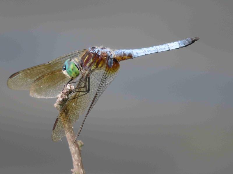 Photo of Blue Dasher