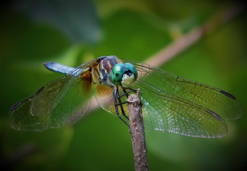 Photo of Blue Dasher