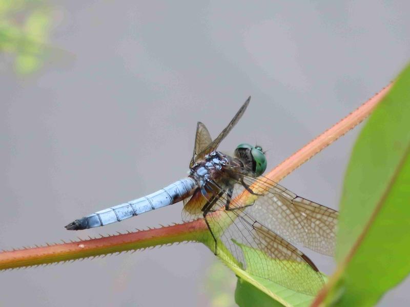 Photo of Blue Dasher