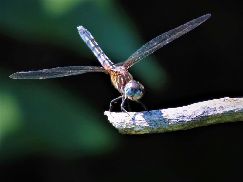 Photo of Blue Dasher