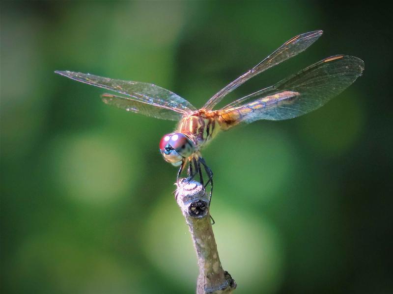 Photo of Blue Dasher