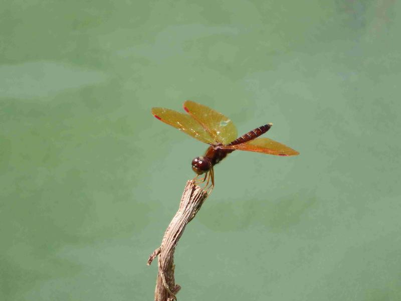Photo of Eastern Amberwing