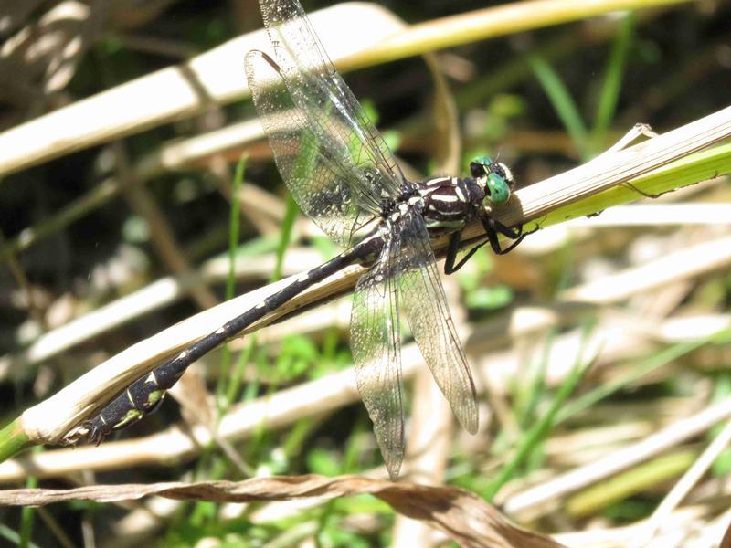 Photo of Arrow Clubtail