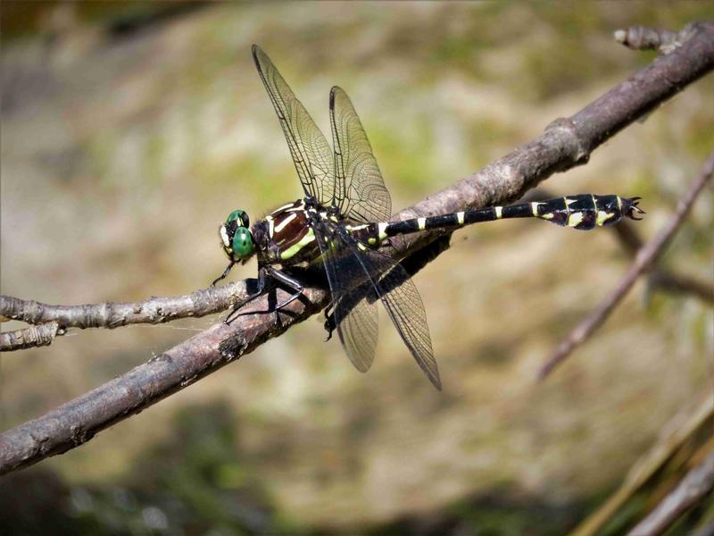 Photo of Zebra Clubtail