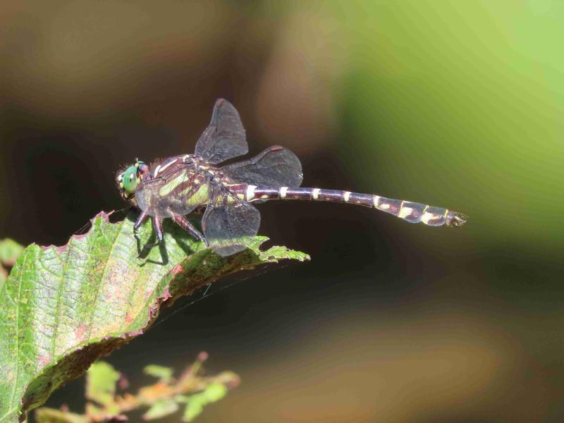 Photo of Zebra Clubtail
