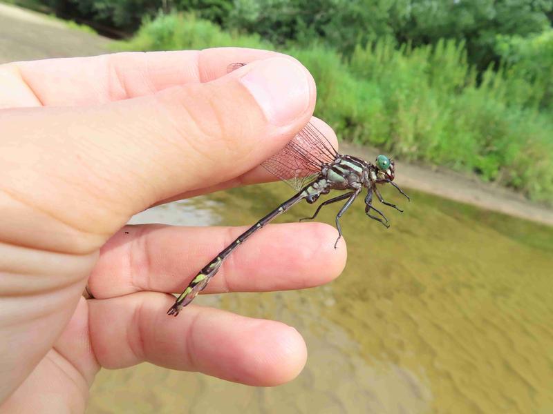 Photo of Arrow Clubtail