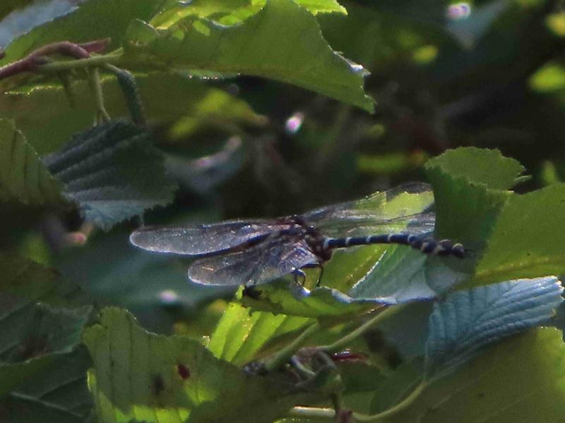 Photo of Zebra Clubtail