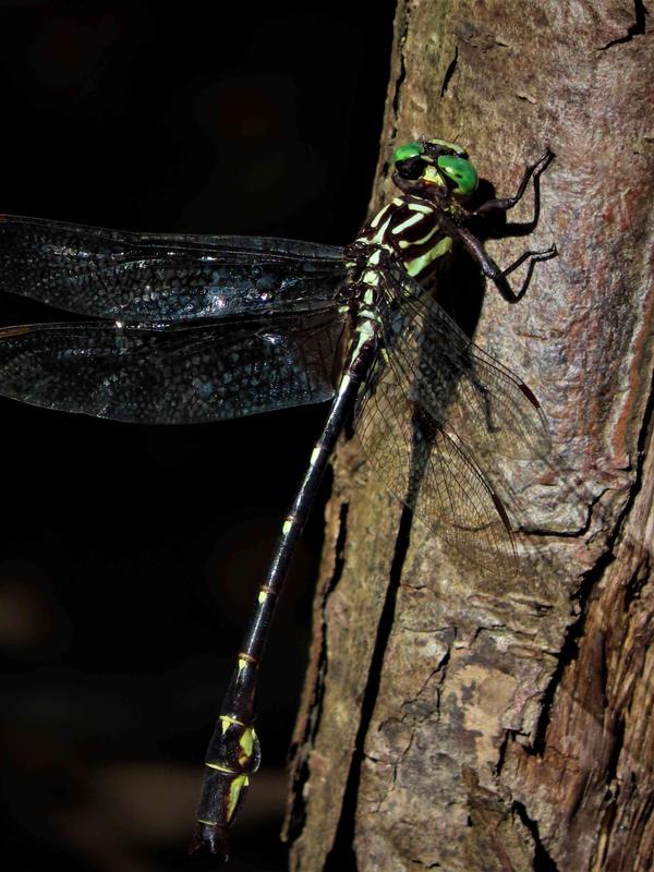 Photo of Arrow Clubtail