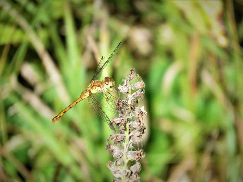 Photo of Autumn Meadowhawk