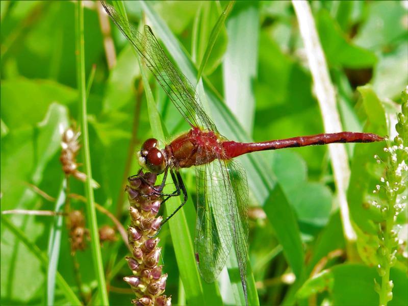 Photo of White-faced Meadowhawk