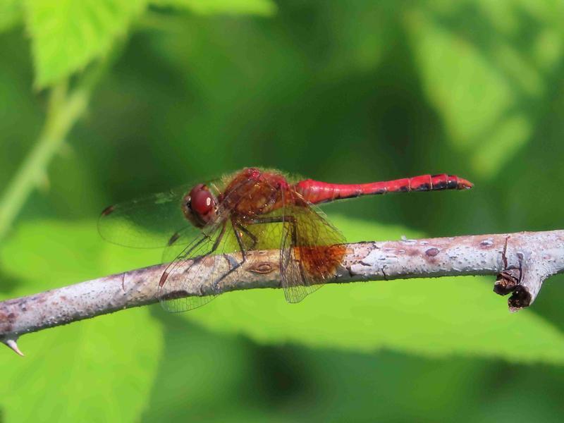 Photo of Band-winged Meadowhawk