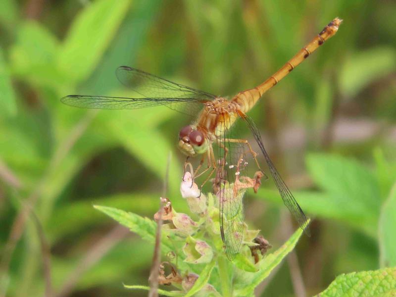 Photo of Autumn Meadowhawk