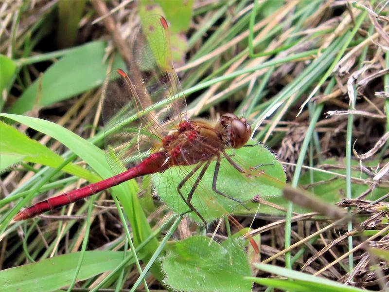 Photo of Saffron-winged Meadowhawk