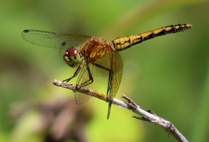 Photo of Band-winged Meadowhawk