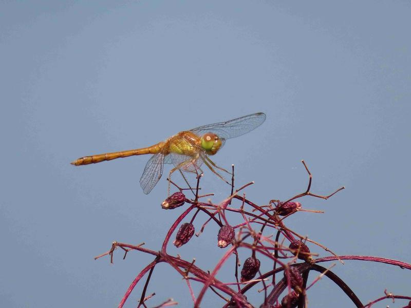 Photo of Autumn Meadowhawk