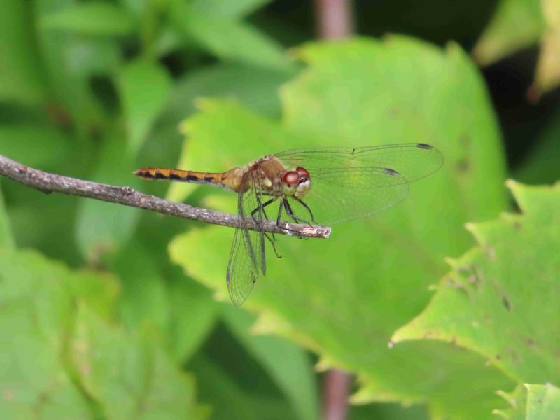 Photo of White-faced Meadowhawk