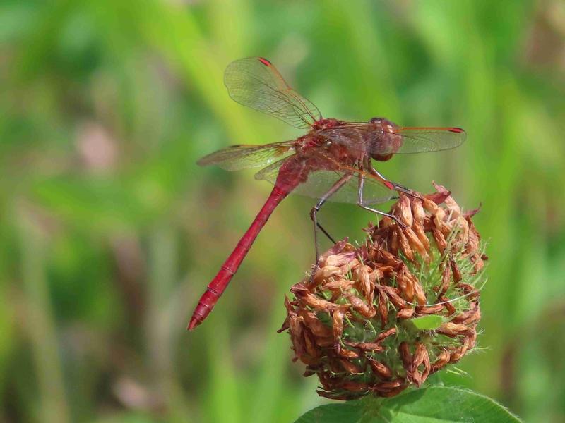 Photo of Saffron-winged Meadowhawk