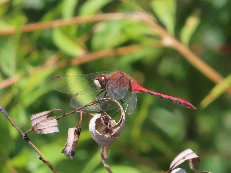 Photo of White-faced Meadowhawk