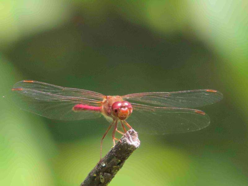Photo of Autumn Meadowhawk