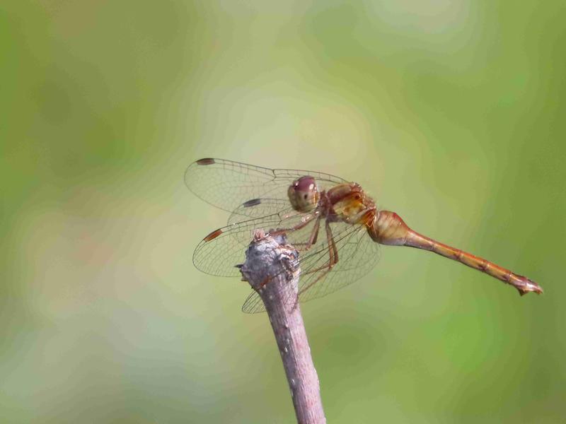 Photo of Autumn Meadowhawk