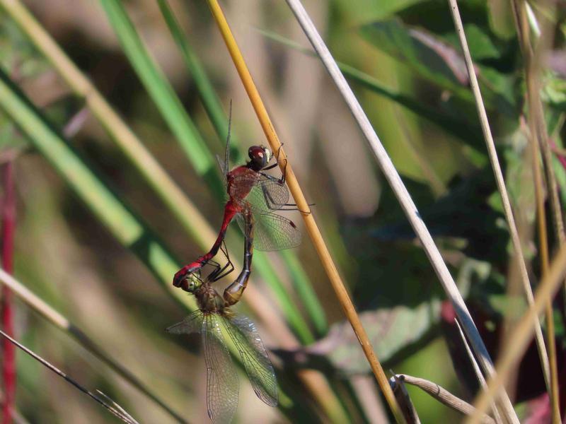 Photo of White-faced Meadowhawk