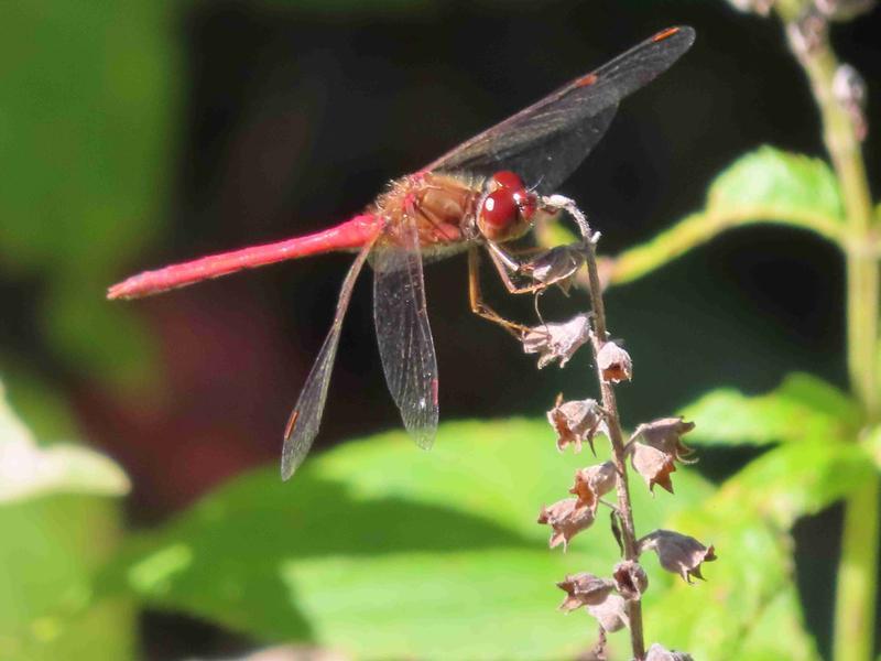 Photo of Autumn Meadowhawk