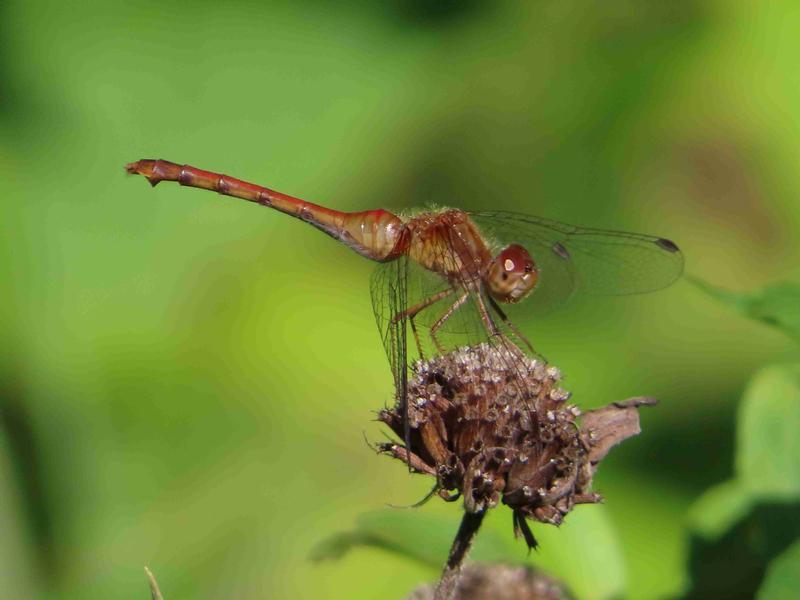 Photo of Autumn Meadowhawk