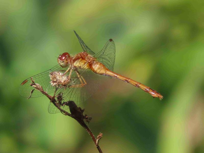 Photo of Autumn Meadowhawk