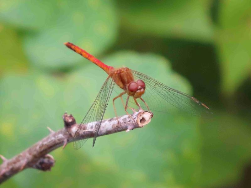 Photo of Autumn Meadowhawk