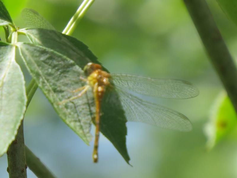 Photo of Autumn Meadowhawk