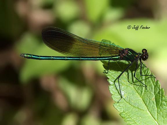 Photo of River Jewelwing