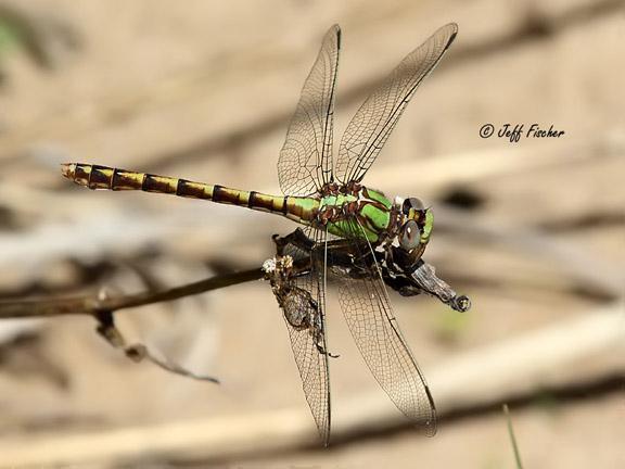 Photo of Sioux Snaketail