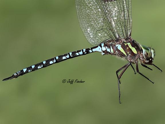 Photo of Green-striped Darner