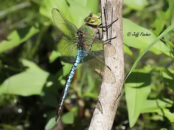 Photo of Common Green Darner