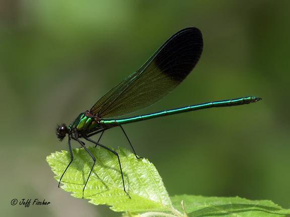 Photo of River Jewelwing