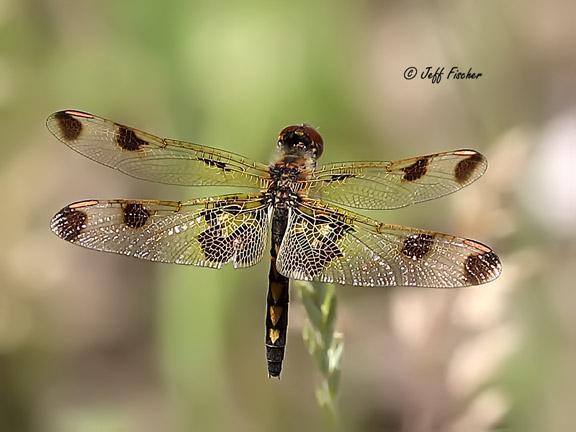 Photo of Calico Pennant