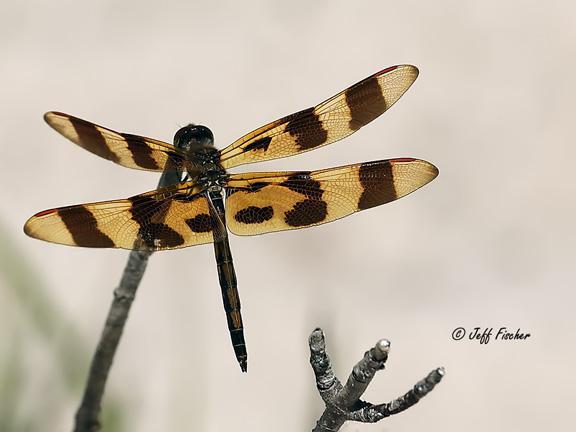 Photo of Halloween Pennant