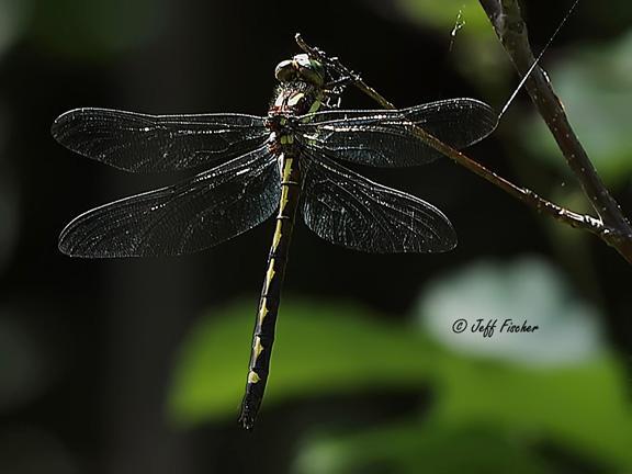 Photo of Arrowhead Spiketail