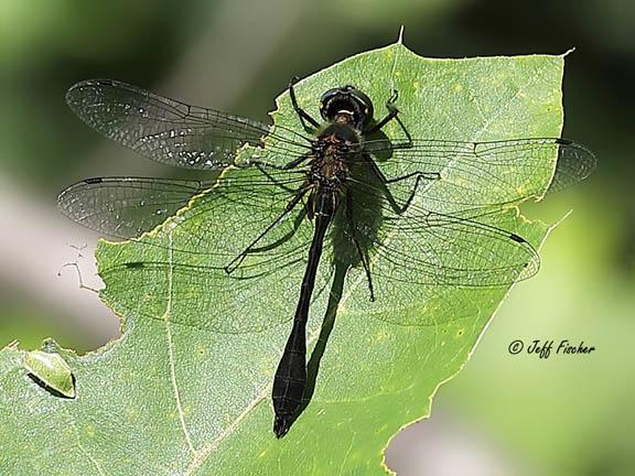 Photo of Racket-tailed Emerald