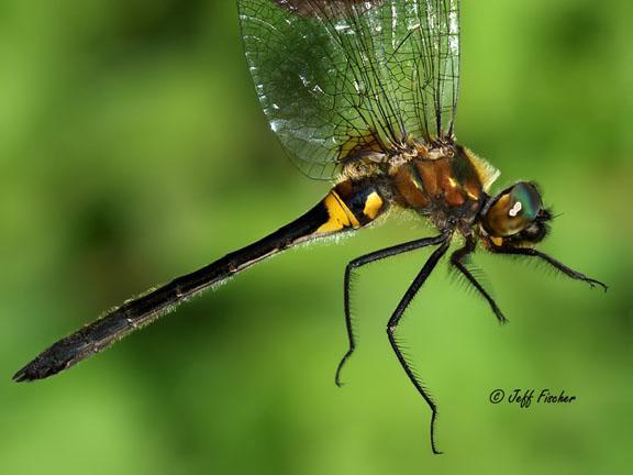 Photo of Racket-tailed Emerald