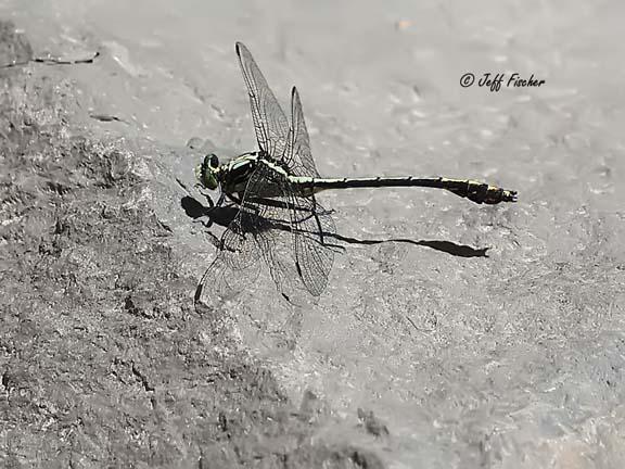 Photo of Black-shouldered Spinyleg