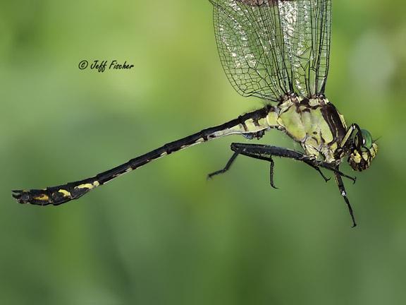 Photo of Black-shouldered Spinyleg