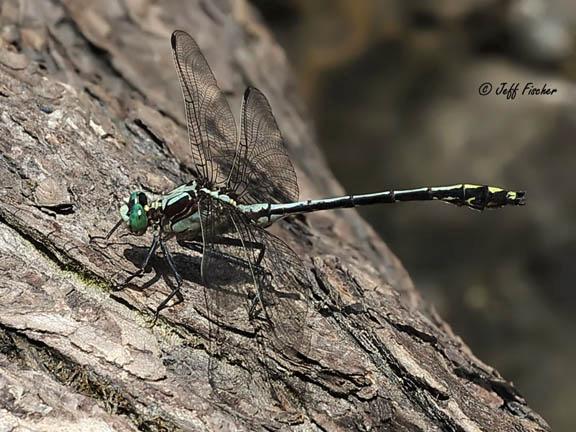 Photo of Black-shouldered Spinyleg