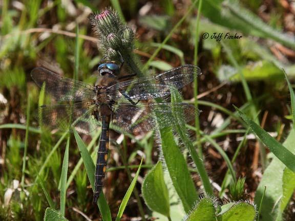 Photo of Beaverpond Baskettail