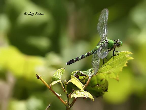 Photo of Eastern Pondhawk