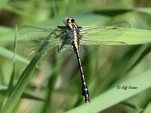 Photo of Midland Clubtail