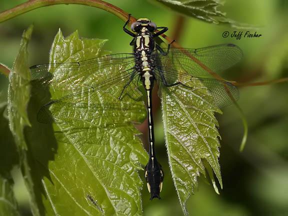 Photo of Skillet Clubtail