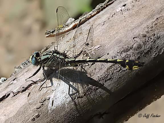 Photo of Midland Clubtail